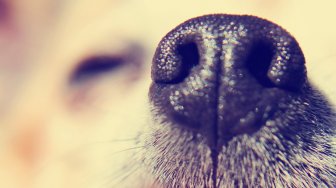 Anjing Positif Terjangkit Virus Corona, Kini Sudah Dikarantina