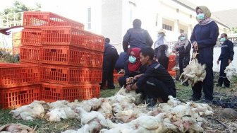 Harga Ayam di Yogyakarta Sudah Naik Usai Dibagi-bagi Gratis