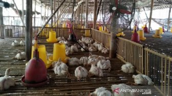 Harga Ayam Anjlok, Peternak di Gunung Kidul Ini Pilih Kosongkan Kandang