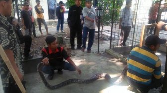 Geger Ular Sanca 4 Meter Tiba-tiba Muncul di Museum Banten