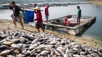 Pembudidaya ikan keramba Waduk Kedung Ombo memindahkan ikan mati dari keramba di Desa Ngasinan, Sumberlawang, Sragen, Jawa Tengah, Senin (1/7). [ANTARA FOTO/Mohammad Ayudha]