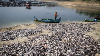 Penampakan Ratusan Ton Ikan Mati di Waduk Kedung Ombo Sragen