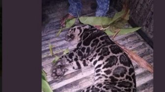 Viral! Foto Macan Dahan Mati Dikuliti Bikin Warganet Geram