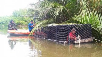 Buaya Pemakan Orang Ditangkap! Panjangnya 5 Meter, Ini Penampakannya