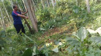 Babi Hutan Ngamuk, Empat Warga Desa di Lereng Gunung Slamet Luka-luka