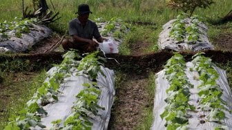 Petani bercocok tanam di kawasan Depok, Jawa Barat, Selasa (2/7). [Suara.com/Arief Hermawan P]