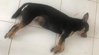 Seusai Diperiksa, Penembak Mati Anjing Beedo Urung Ditahan