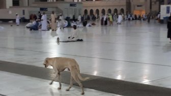 Bukan di Sentul, Foto Anjing Berkeliaran di Masjidil Haram Tapi Tak Diusir