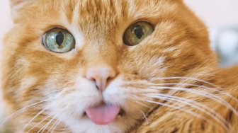 Bule Beli Semua Kucing di Pasar Tomohon, Selamatkan Kucing dari Santapan