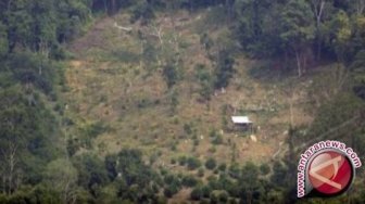 Miris! 15 Tahun Dijarah dan Dirambah, 2.022 Hektare Hutan di Bengkulu Rusak Parah