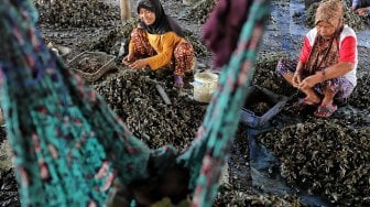 Sejumlah perempuan mengupas kerang di Kampung Nelayan Muara Angke, Jakarta, Kamis (4/7). [Suara.com/Muhaimin A Untung]