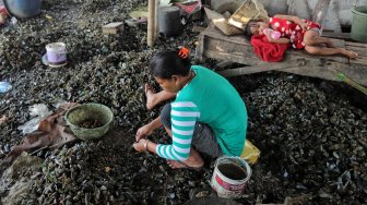 Sejumlah perempuan mengupas kerang di Kampung Nelayan Muara Angke, Jakarta, Kamis (4/7). [Suara.com/Muhaimin A Untung]