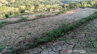 Puso, 93 Hektare Tanaman Padi Gagal Panen di Bantul