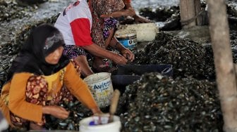 Sejumlah perempuan mengupas kerang di Kampung Nelayan Muara Angke, Jakarta, Kamis (4/7). [Suara.com/Muhaimin A Untung]