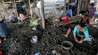 Sejumlah perempuan mengupas kerang di Kampung Nelayan Muara Angke, Jakarta, Kamis (4/7). [Suara.com/Muhaimin A Untung]