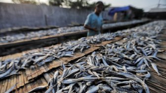 Melihat Produksi Ikan Asin di Muara Angke