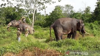 Pasukan Gajah Bantu BBKSDA Riau Halau Kawanan Gajah Liar Masuk Permukiman