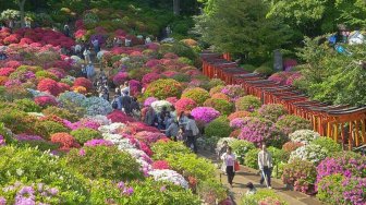 Bermekaran Cantik, Menikmati Pesona Bunga Azalea di Kuil Nezu Shrine Jepang