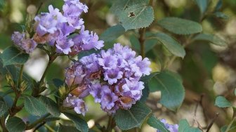 Mekar 12 Tahun Sekali, Cantiknya Bunga Terlangka di Dunia, Neelakurinji