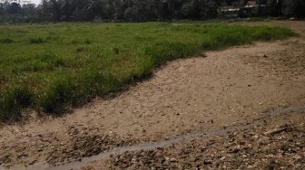 Situ Cijoro Kekeringan, Ratusan Hektare Sawah di Lebak Terancam