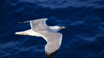 Pecandu Narkoba Gigit Burung Camar yang Curi Burger Miliknya