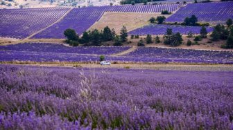 Menikmati surga lavender di Senanque Abbey, Provence (Wikimedia Commons Lamhao)