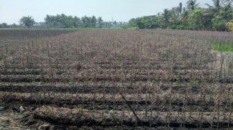 Musim Kemarau, Petani di Tangerang Merugi Hingga Puluhan Juta