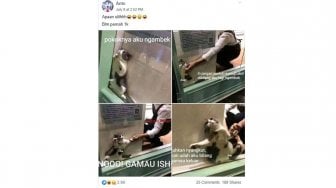 Gemas, Tingkah Kucing yang Ngambek Ini Malah Dijadikan Meme Warganet