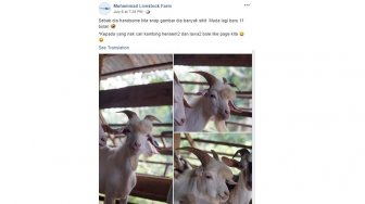 Cute! Begini Menggemaskannya Potret Kambing Berwajah Tampan