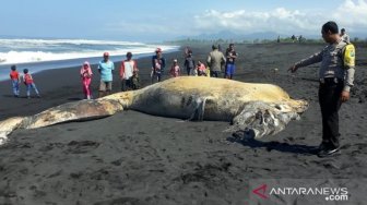 Bangkai Paus 11 Meter Ditemukan Terdampar di Pantai Bambang