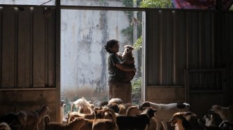 Pejaten Shelter, Surga Bagi Anjing Terlantar