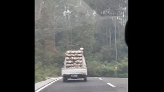 Buntuti Truk Ayam, Pemobil Selamatkan Seekor Ayam yang Melarikan Diri