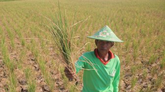 Duh, Ribuan Hektar Sawah di Lumbung Padi Nasional Ini Belum Bisa Ditanami