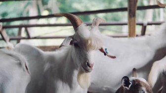 Kambing Ini Pura-pura Pingsan saat Mau Disembelih untuk Kurban Idul Adha