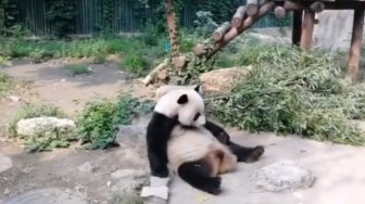 Sedang Duduk Santai, Panda Dilempari Batu Pengunjung Kebun Binatang