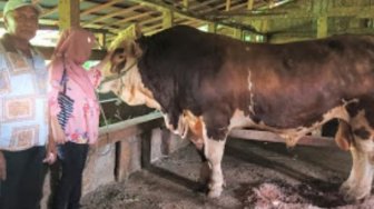 Sapi Asal Agam Ini Jadi Hewan Kurban Pilihan Jokowi untuk Idul Adha 1440 H