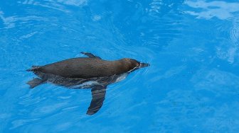 Thailand Lockdown dan Tutup Tempat Wisata, Penguin di Kebun Binatang Kesepian
