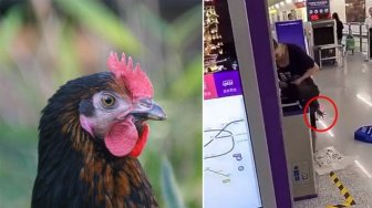 Dilarang Bawa Ayam dalam Kereta, Wanita Ini Langsung Sembelih Ayamnya