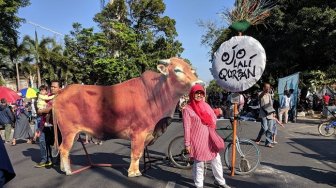 Ingatkan Warga untuk Berkurban, Warga Solo Bawa Sapi Raksasa ke Area CFD