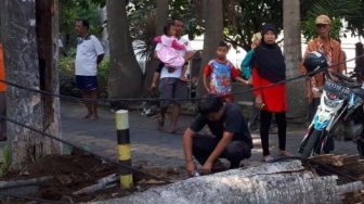 Pohon Palem Tumbang Timpa Balita Hingga Kritis