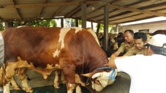 Jokowi Sumbang Sapi 1,2 Ton untuk Warga Banten pada Hari Raya Kurban 1440 H