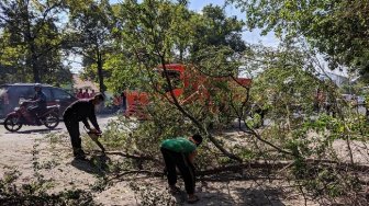 Tak Mau Lagi Ada Korban Tertimpa Pohon, Wali Kota Solo Siap Dibully