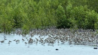 Migrasi burung migran di Taman Nasional Berbak  (Wikimedia Commons Harry Sanjaya Putra)