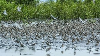 Sekali Setahun, Potret Migrasi Burung Migran di Taman Nasional Berbak