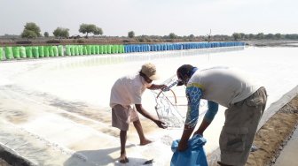 Curhat Petani Garam Pasuruan, Harga Turun, Bantuan Pemerintah Tak Merata