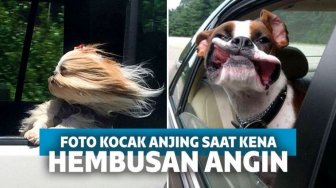 Bikin Gemas! Ini 15 Ekspresi Lucu Anjing Saat Terkena Hembusan Angin