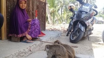 Dilanda Kemarau, Kawanan Monyet Jadi Pelanggan Tetap Warkop Karsini