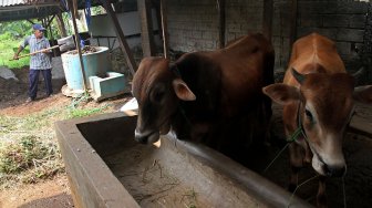 Proses pengolahan biogas di peternakan sapi milik Pondok Pesantren Assyafaat, Depok, Jawa Barat, Senin (29/7).[Suara.com/Arief hermawan P]