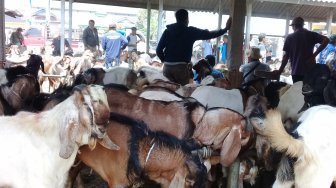 Juragan Kambing Kurban: Permintaan dari Jakarta Banyak, Tapi Bayarnya Macet