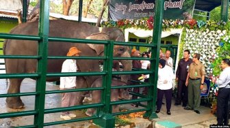 Dinamakan Dumbo, Bayi Gajah Sumatera Ini Lahir di Kebun Binatang Surabaya